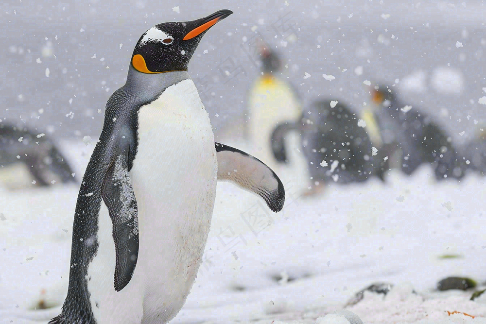 冰雪天地的企鹅寒冷动物摄影图
