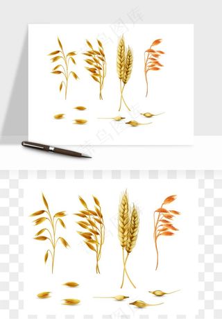 手绘麦穗稻穗麦秆矢量png免抠