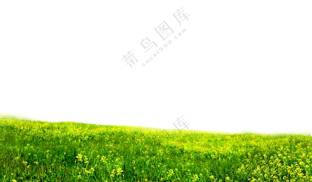 开满花的油菜农田作物免抠图片素材