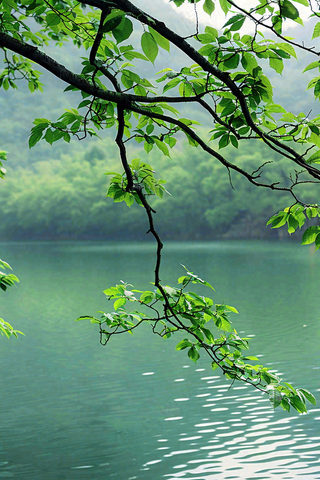 森林湖泊岸边的植物大树风景摄影图