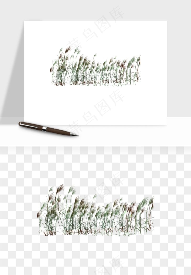 植物芦苇蒲苇香蒲png免抠