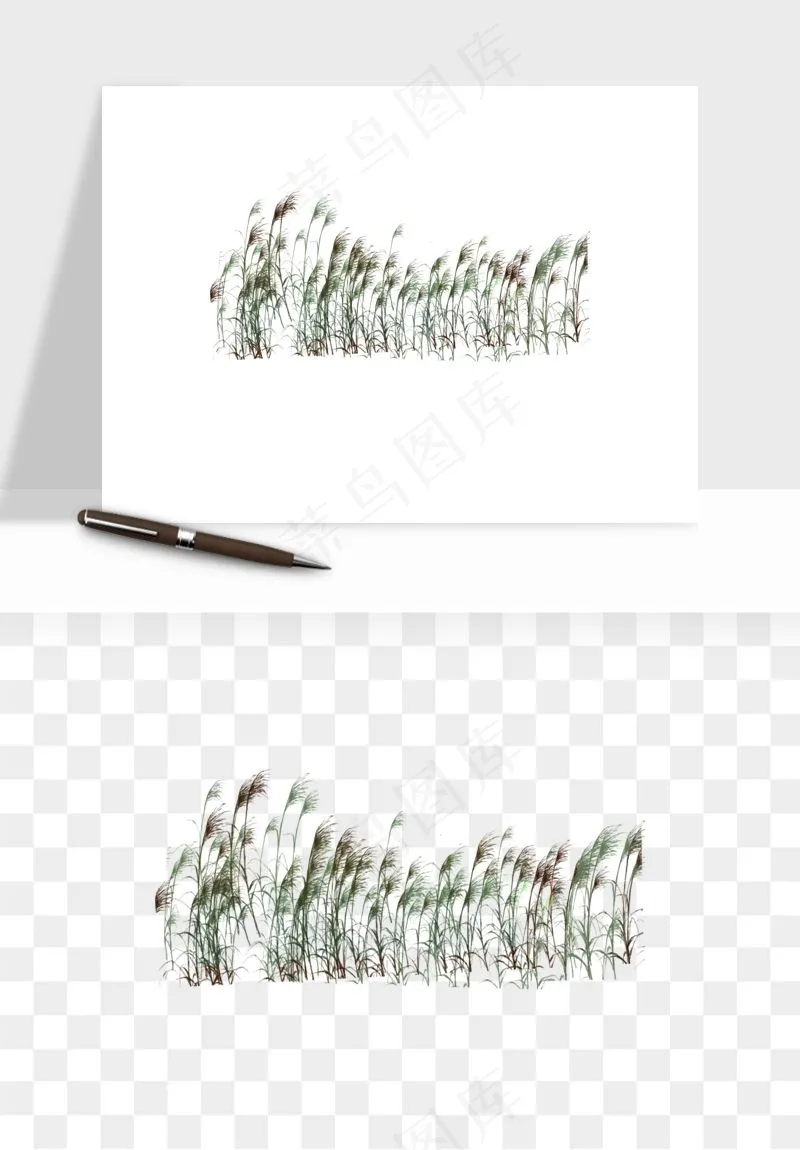 植物芦苇蒲苇香蒲png免抠