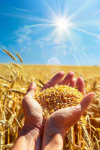 金黄的稻田手捧粮食珍惜粮食芒种世界粮食日摄影图