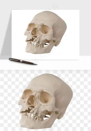 人体骨头png免抠