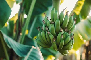 香蕉树芭蕉叶青香蕉水果摄影图