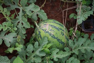 地里的西瓜大西瓜