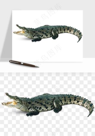 鳄鱼动物png免抠