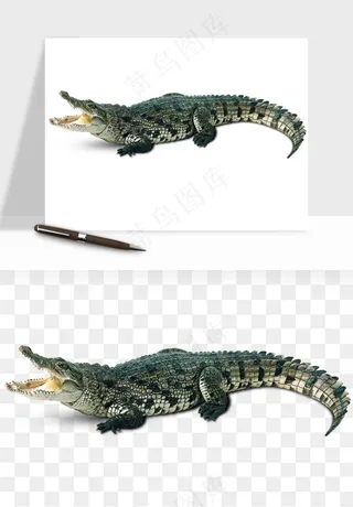 鳄鱼动物png免抠