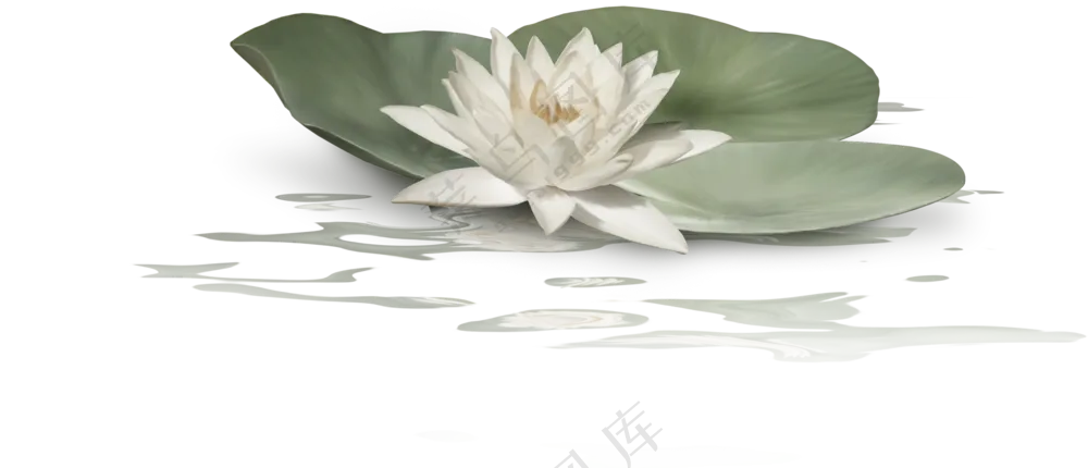 水面上的莲叶与白色的睡莲免抠图片