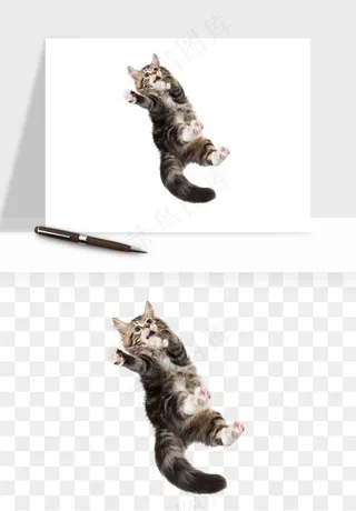 猫咪喵星人狗狗宠物元素png免抠