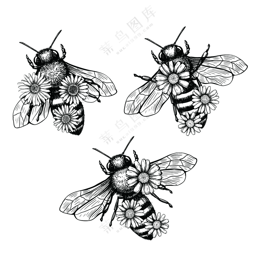 黑色背景上的蜜蜂和花朵的素描风格自然向量复古插图设计元素集手绘