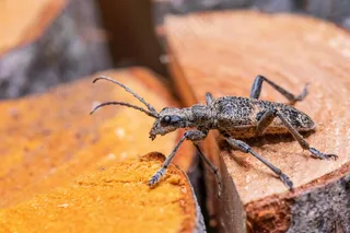 森林中的细长生物