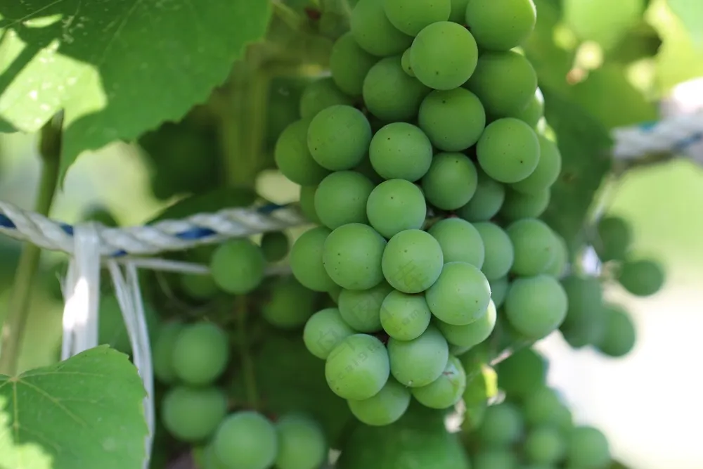 新鲜阳光玫瑰葡萄图片