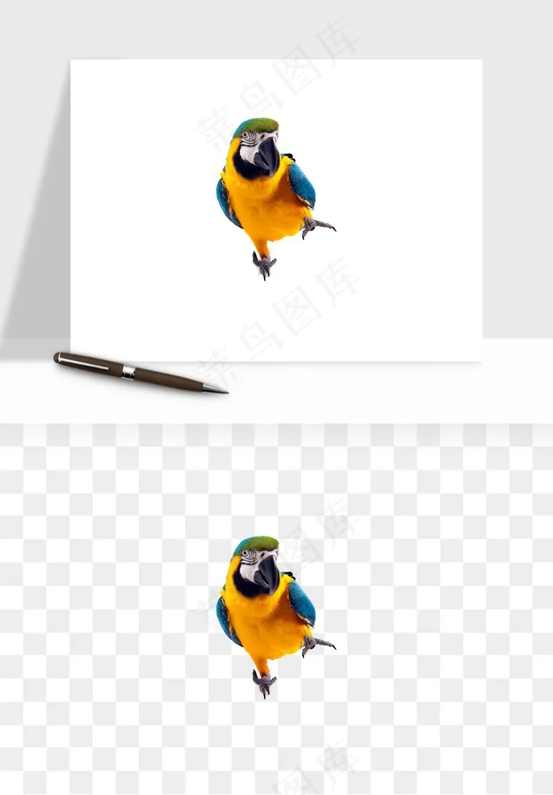 鹦鹉八哥鸟宠物png免抠