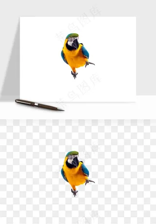 鹦鹉八哥鸟宠物png免抠