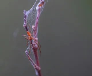 自然之舞：蛛网与枝条的缠绕