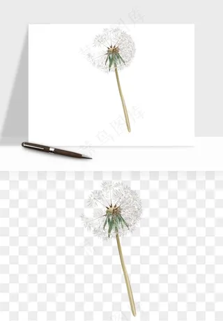 唯美蒲公英种子png免抠