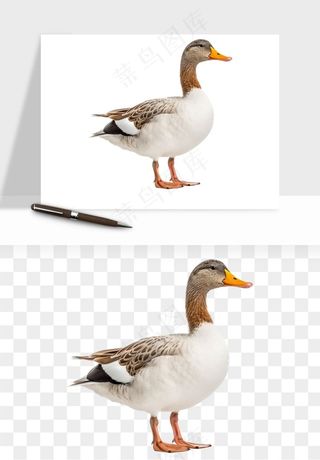 鸭子小鸭png免抠