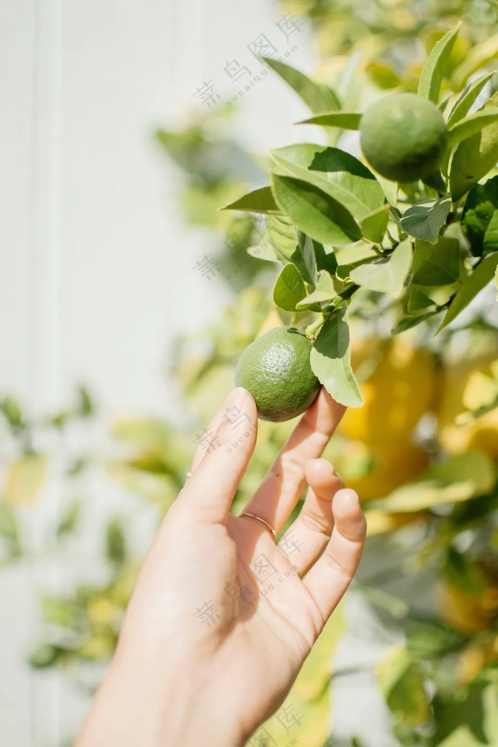 采摘青桔的手