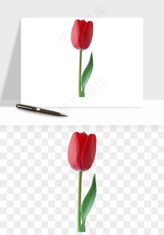 荷兰郁金香鲜花png免抠