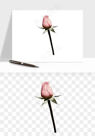 复古鲜花玫瑰png免抠