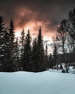 雪林里的暮色 雪林里的暮色