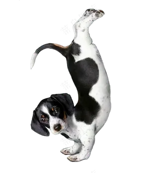 png免抠搞笑有趣动物