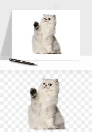 猫咪喵星人狗狗宠物元素png免抠