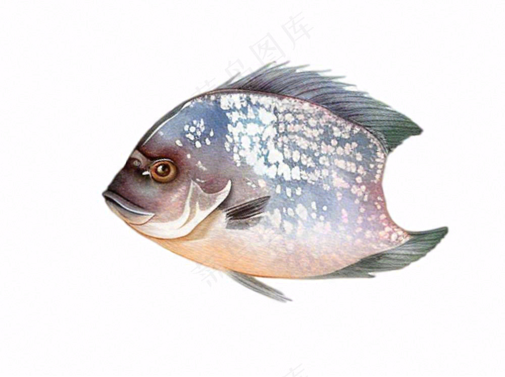 海洋鱼类海鲜卡通插画免抠