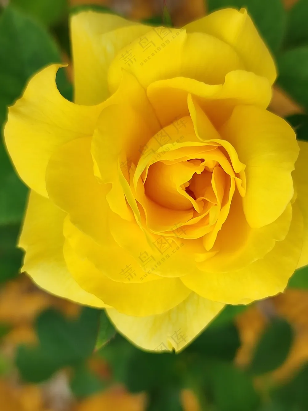 黄色玫瑰花特写图片