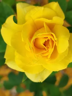 黄色玫瑰花特写图片