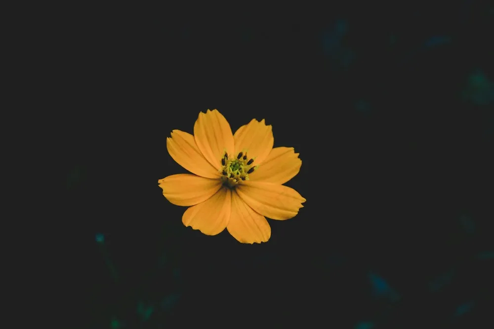夜幕下的金黄色雏菊