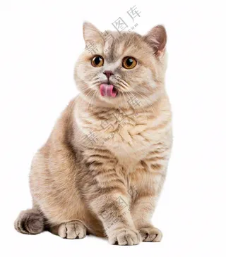 可爱小猫萌宠宠物动物免抠