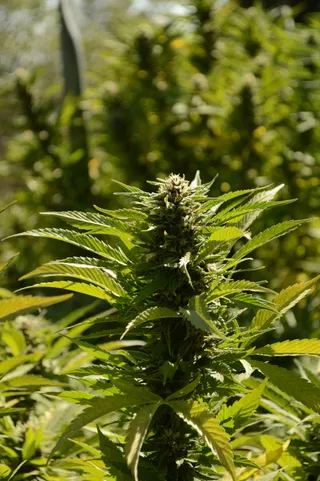 绿意盎然的大麻花