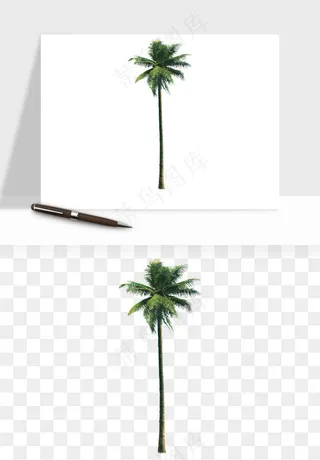 棕榈树椰树png免抠