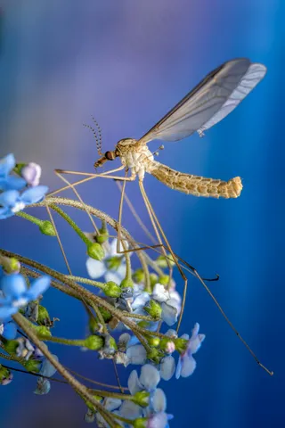 微观世界之大自然的舞者——蓝色花丛中的透明翅膀昆虫