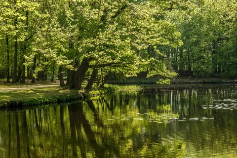 翠影映湖，自然之韵