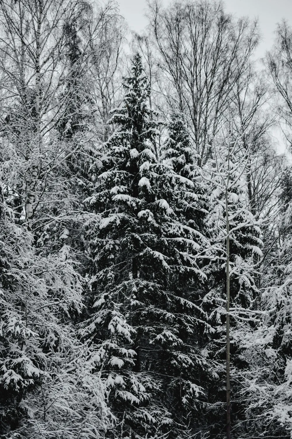 雪白覆盖的冬日森林