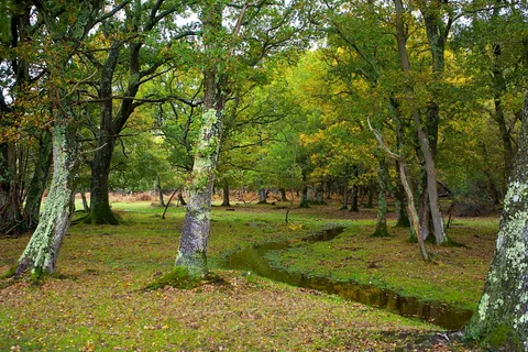 秋日森林小溪风光