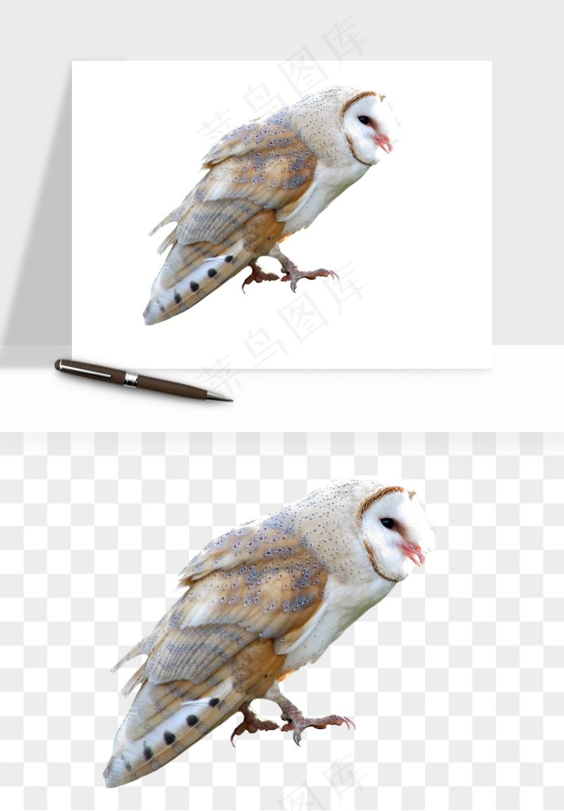 猫头鹰鸟类png免抠
