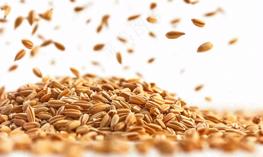 世界粮食日谷物米饭稻谷小麦摄影图