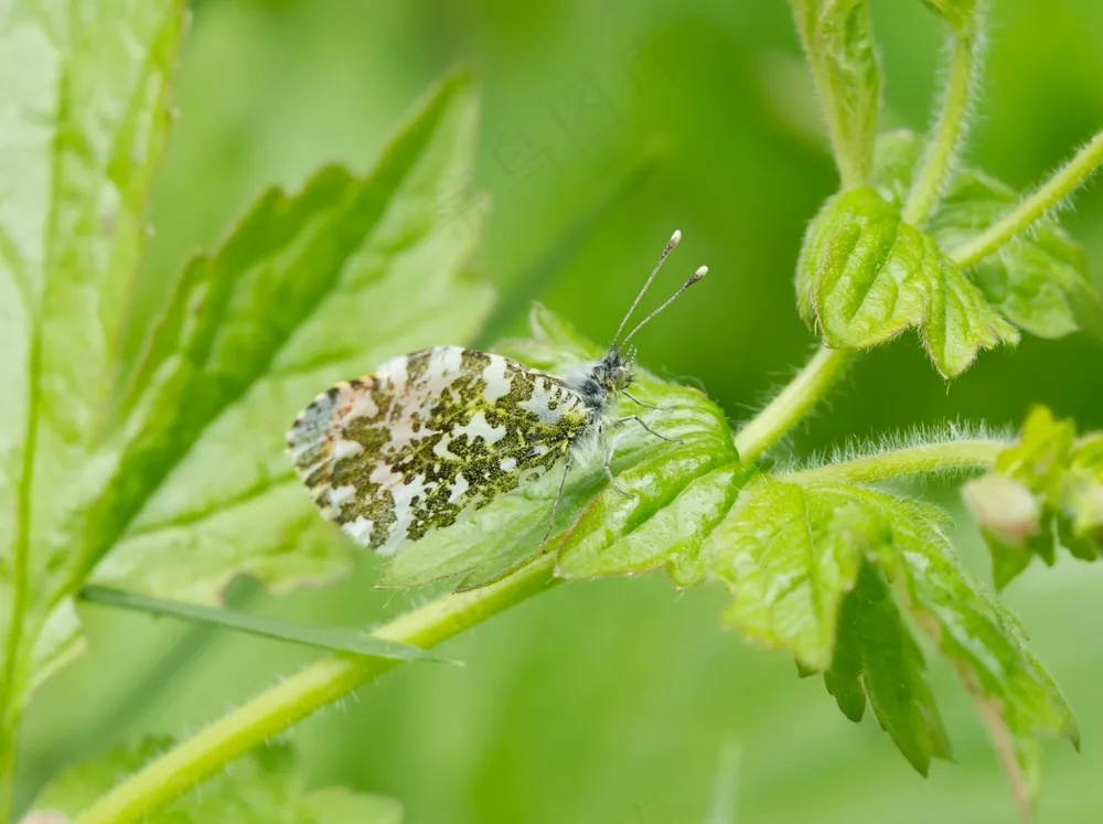 绿意盎然间的蝶舞翩翩