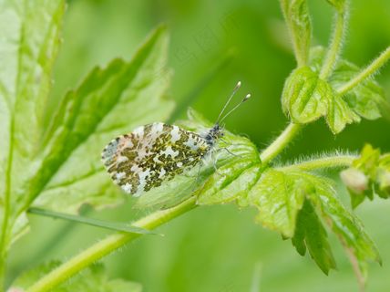 绿意盎然间的蝶舞翩翩