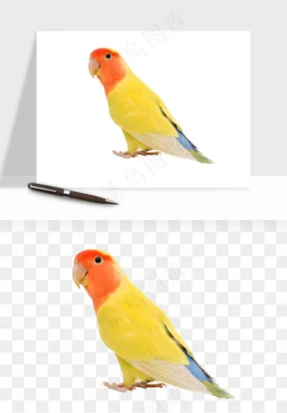 鹦鹉八哥鸟宠物png免抠