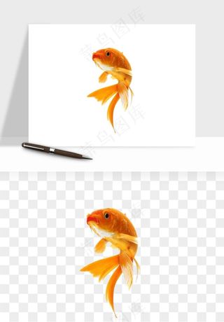 锦鲤鱼手绘水墨png免抠