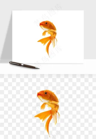 锦鲤鱼手绘水墨png免抠
