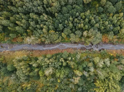 秋日森林之韵:航拍色彩画卷 秋日森林之韵:航拍色彩画卷