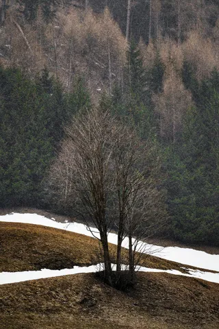 冬日孤树静谧景致。