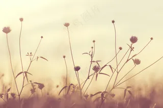 野花盛放梦幻色 温暖自然桌面景