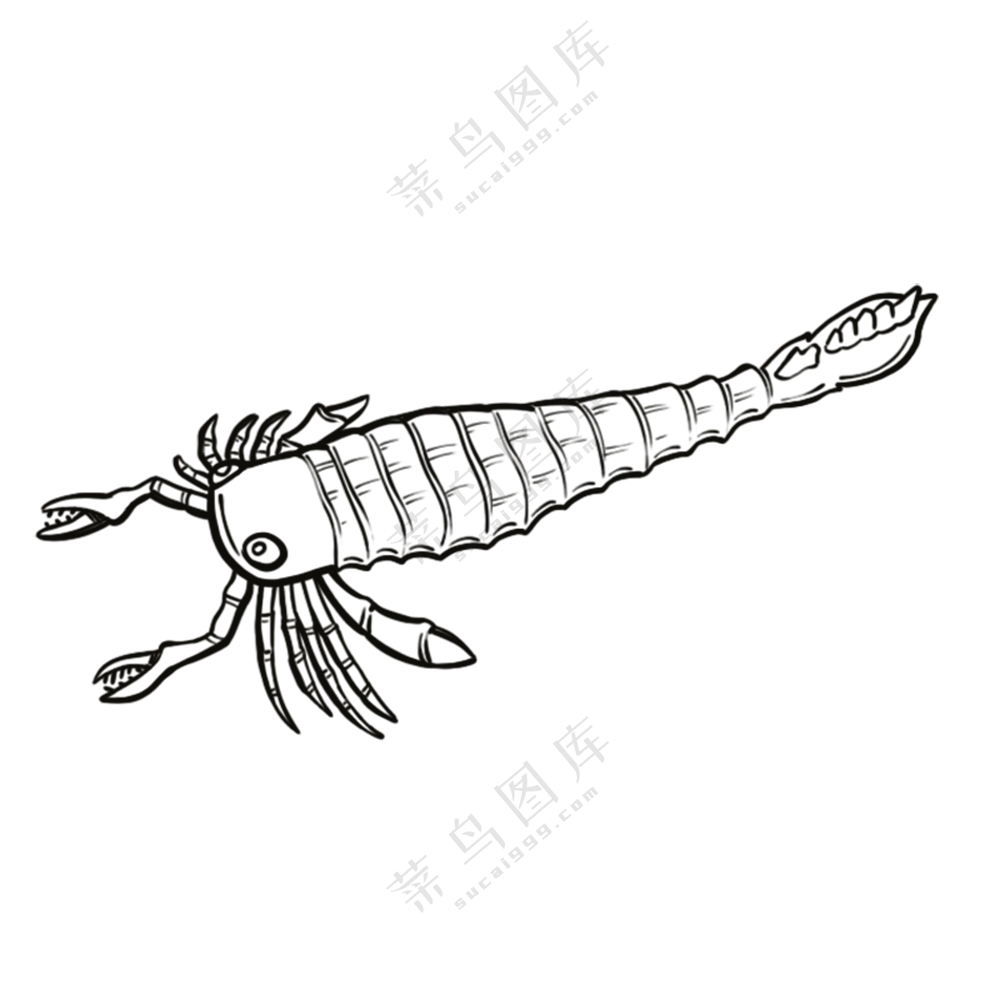 板足鲎-古海洋生物/线稿/卡通